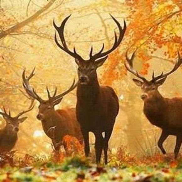 Meet your Posher, Sheila - Picture 1 of 1